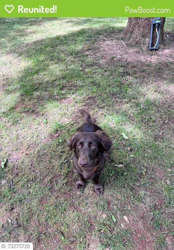 Reunited Female Dog last seen Timothy Road Elementary School, Athens, GA 30606