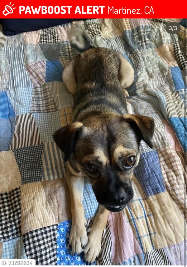 Lost Female Dog last seen Main Street, downtown Martinez, Martinez, CA 94553