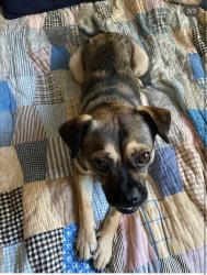 Lost Female Dog last seen Main Street, downtown Martinez, Martinez, CA 94553