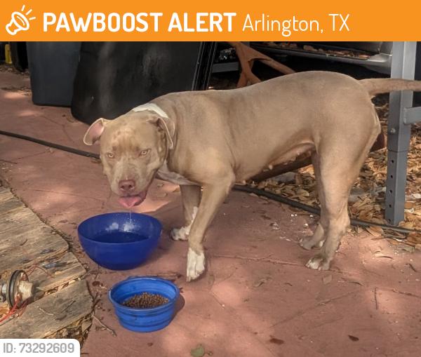 Found/Stray Female Dog last seen Eden and Towerwood, Arlington, TX 76001