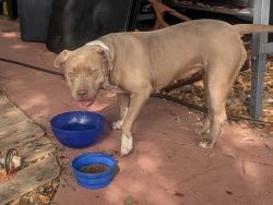 Found/Stray Female Dog last seen Eden and Towerwood, Arlington, TX 76001