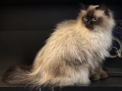 Reunited Male Cat last seen William & Carroll, Alton, IL 62002