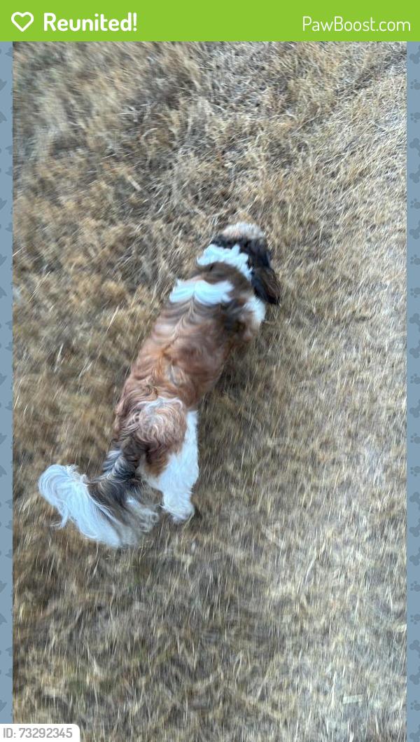 Reunited Male Dog last seen South Wimbledon, Brenwood, TX 77449