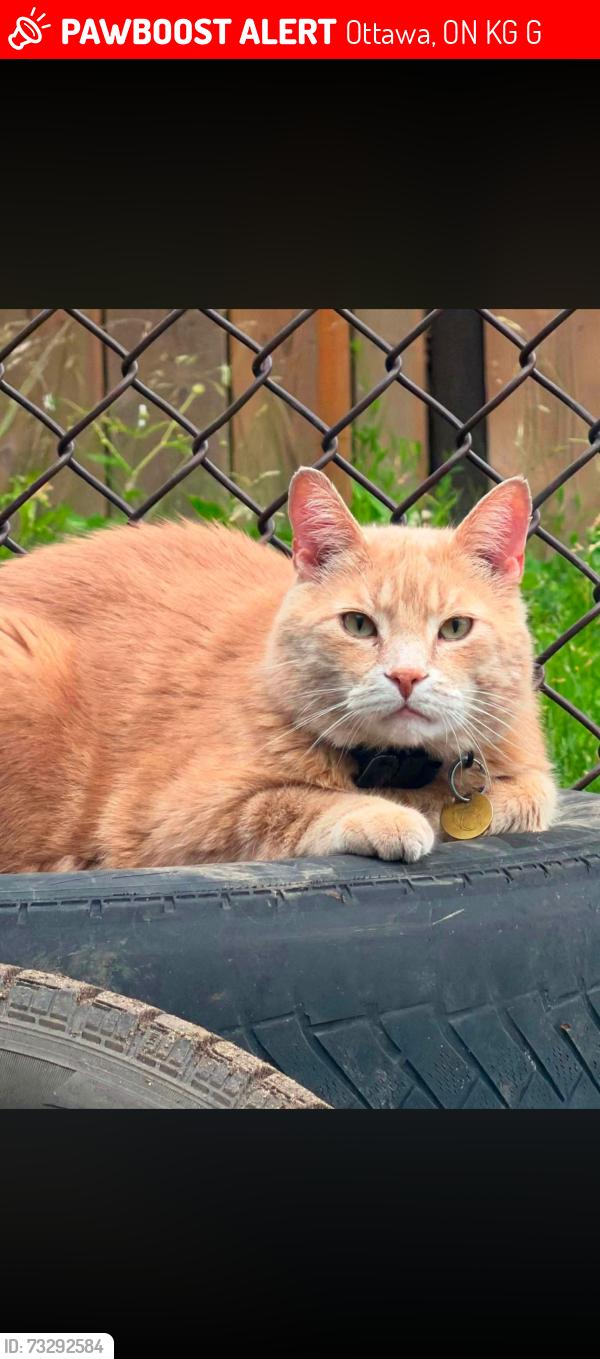 Lost Male Cat last seen Esson st, huntclub rd, Ottawa, ON K1G 5G5
