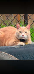 Lost Male Cat last seen Esson st, huntclub rd, Ottawa, ON K1G 5G5