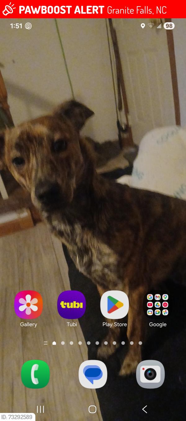 Lost Male Dog last seen Camelot dr, Granite Falls, NC 28630