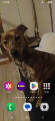 Lost Male Dog last seen Camelot dr, Granite Falls, NC 28630
