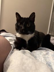 Lost Female Cat last seen Wiltshire Devon rd, Jamestown, NC 27282