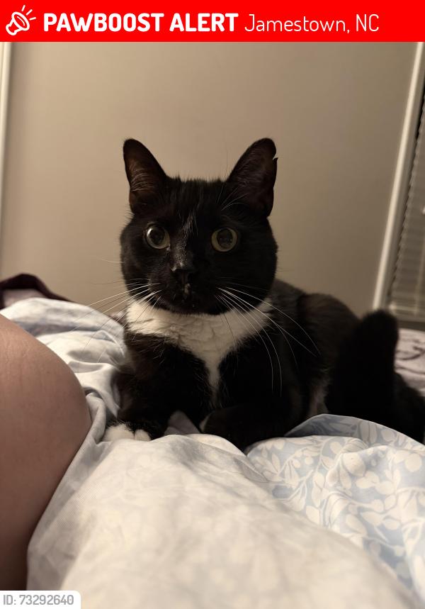 Lost Female Cat last seen Wiltshire Devon rd, Jamestown, NC 27282