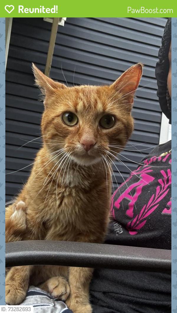 Reunited Male Cat last seen Aurora Ave & zengle, Aurora, IL 60505