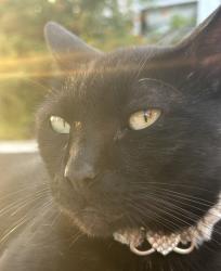 Reunited Male Cat last seen Se Channel dr, Port Salerno, FL 34997