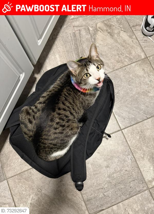Lost Male Cat last seen Becker St, Carroll St, Erie Ave, Bauer St, Hammond, IN 46320