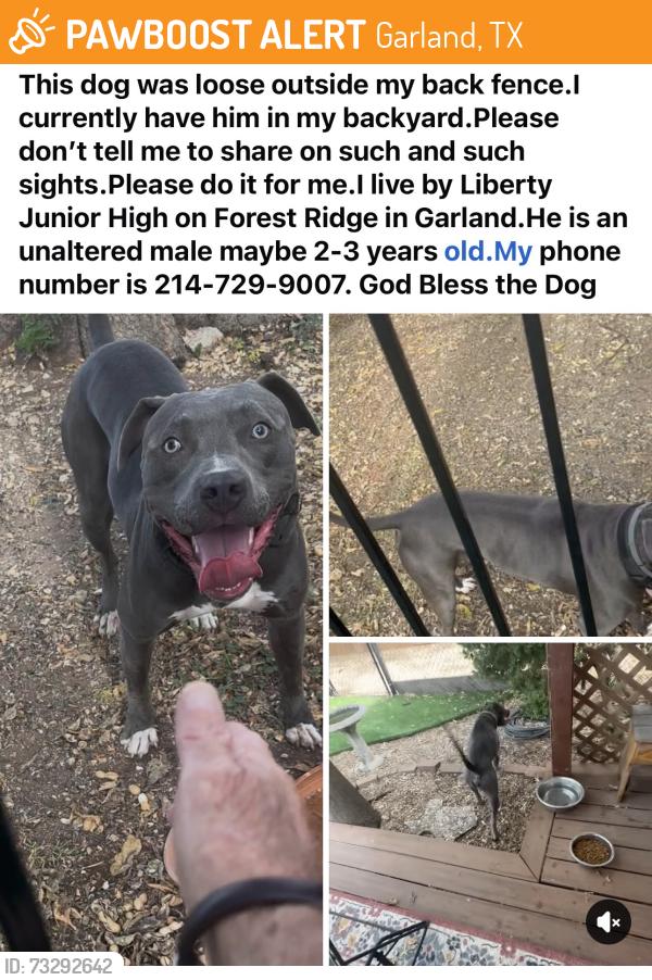 Found/Stray Male Dog last seen Liberty Junior High on Forest Ridge, Garland, TX 75042