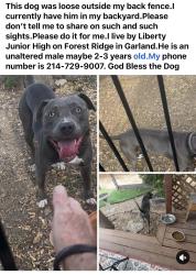 Found/Stray Male Dog last seen Liberty Junior High on Forest Ridge, Garland, TX 75042