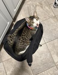 Lost Male Cat last seen Becker St, Carroll St, Erie Ave, Bauer St, Hammond, IN 46320