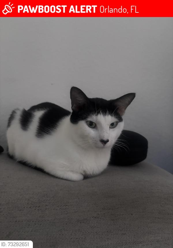 Lost Male Cat last seen Goldelm at Salerno, Orlando, FL 32812
