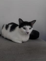 Lost Male Cat last seen Goldelm at Salerno, Orlando, FL 32812