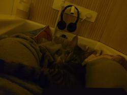 Lost Male Cat last seen Rue rolland, Sainte-Adèle, QC J8B 1G5