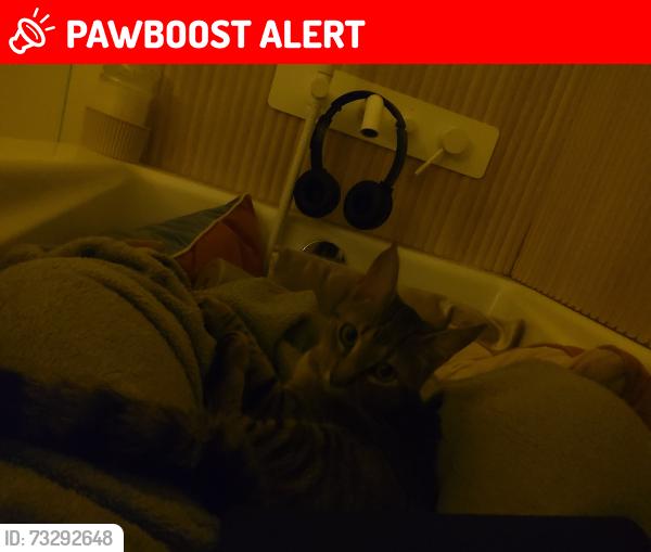 Lost Male Cat last seen Rue rolland, Sainte-Adèle, QC J8B 1G5