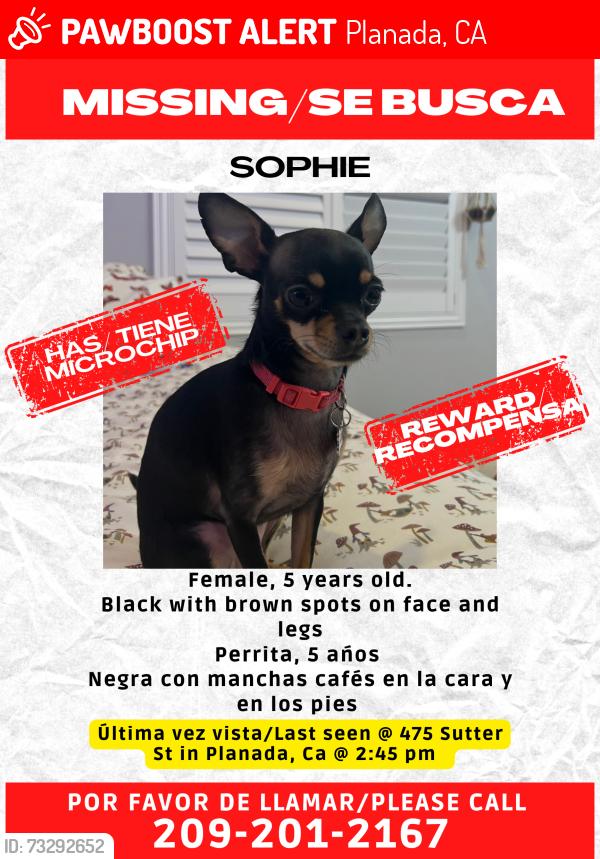 Lost Female Dog last seen Sutter St and HWY 140, Planada, CA 95365