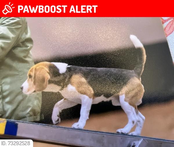 Lost Male Dog last seen Kirkland Rd, Beachside NSB, New Smyrna Beach, FL 32169