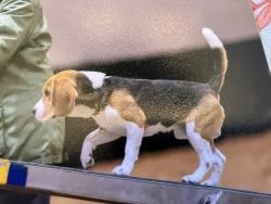Lost Male Dog last seen Kirkland Rd, Beachside NSB, New Smyrna Beach, FL 32169