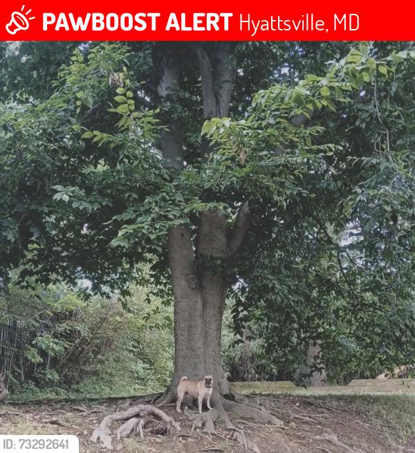 Lost Male Dog last seen Near Adelphi rd, Hyattsville, MD 20783
