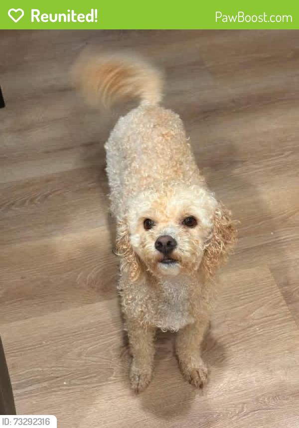Reunited Male Dog last seen MacArthur and 164th, OKC, Oklahoma City, OK 73013