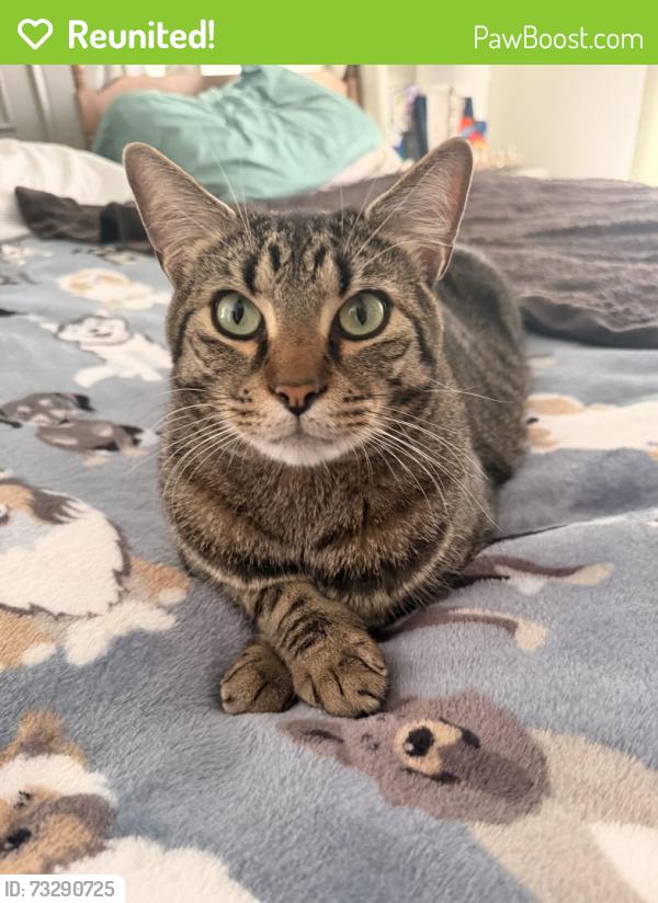 Reunited Male Cat last seen Crossing Dr, Equestrian Way, Scarborough, ME 04074