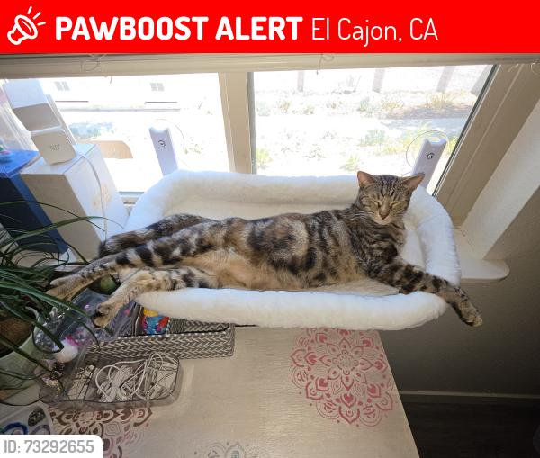 Lost Female Cat last seen Bradley and graves, El Cajon, CA 92021