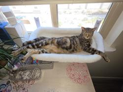 Lost Female Cat last seen Bradley and graves, El Cajon, CA 92021