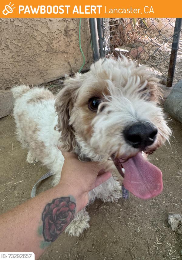 Found/Stray Male Dog last seen K6 and 15th street east, Lancaster, CA 93535