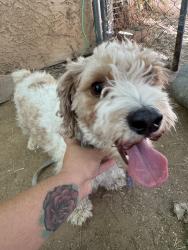 Found/Stray Male Dog last seen K6 and 15th street east, Lancaster, CA 93535