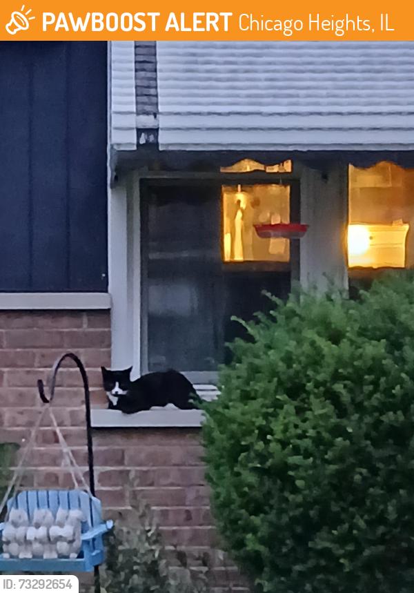 Found/Stray Unknown Cat last seen Constance lane south of Amy street, Chicago Heights, IL 60411
