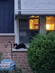 Found/Stray Unknown Cat last seen Constance lane south of Amy street, Chicago Heights, IL 60411
