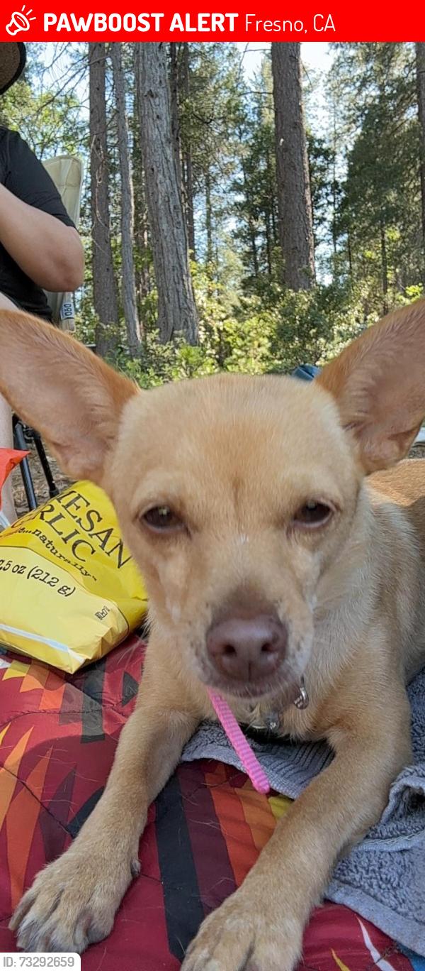 Lost Female Dog last seen Armstrong & Temperance, Fresno, CA 93727