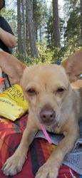 Lost Female Dog last seen Armstrong & Temperance, Fresno, CA 93727