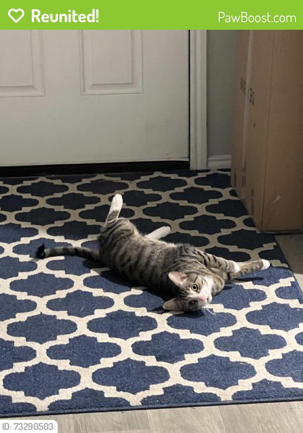 Reunited Male Cat last seen Near Sam Houston Dr, Sugar Land, TX 77479, USA, Sugar Land, TX 77479
