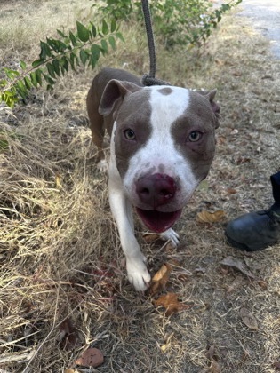 Shelter Stray Male Dog last seen Near TOWNSEND DR, South District, TX, 355 Hillshire Dr, Haslet, TX 76052, USA