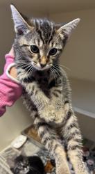 Shelter Stray Male Cat last seen Near N Peachtree Rd, Dunwoody, GA 30338, 30338, GA, 3280 Chamblee Dunwoody Rd, Chamblee, GA 30341, USA