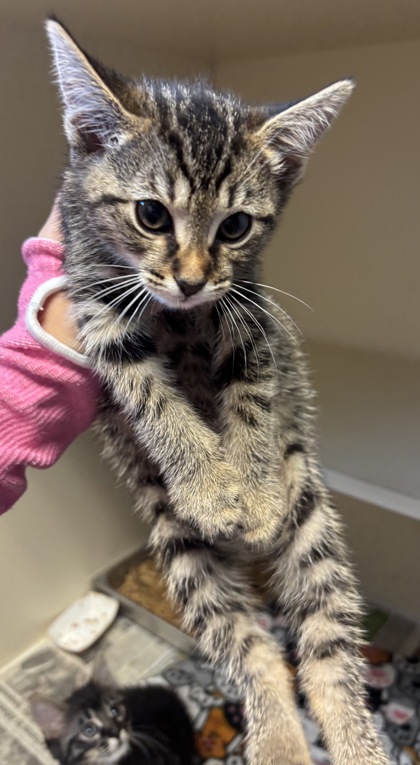 Shelter Stray Male Cat last seen Near N Peachtree Rd, Dunwoody, GA 30338, 30338, GA, 3280 Chamblee Dunwoody Rd, Chamblee, GA 30341, USA