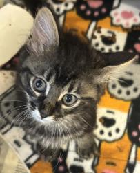 Shelter Stray Male Cat last seen Near N Peachtree Rd, Dunwoody, GA 30338, 30338, GA, 3280 Chamblee Dunwoody Rd, Chamblee, GA 30341, USA