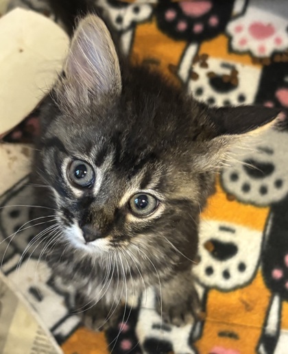 Shelter Stray Male Cat last seen Near N Peachtree Rd, Dunwoody, GA 30338, 30338, GA, 3280 Chamblee Dunwoody Rd, Chamblee, GA 30341, USA