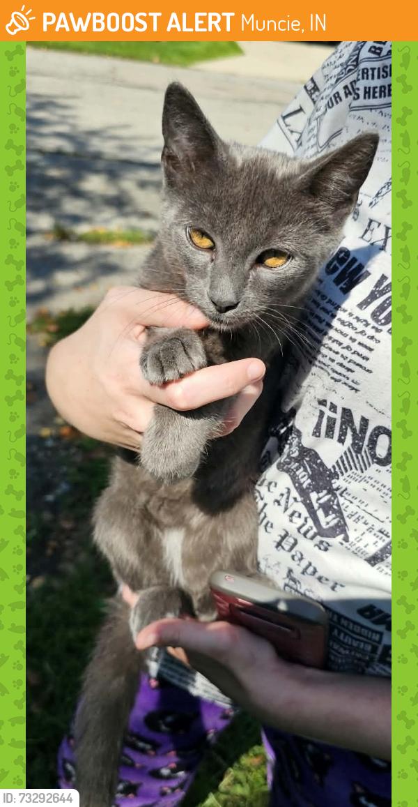 Rehomed Male Cat last seen North redwood, Muncie, IN 47304