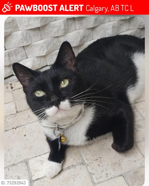 Lost Female Cat last seen Near SCOTLAND ST SW, Calgary, AB T3C 2L4