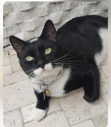 Lost Female Cat last seen Near SCOTLAND ST SW, Calgary, AB T3C 2L4