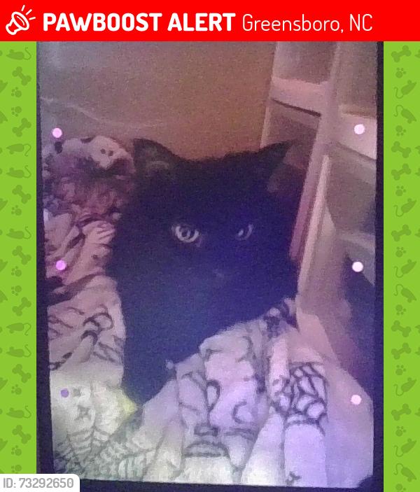 Lost Female Cat last seen burning tree dr,Whitby pl,Eldorado dr,Doral dr,Indian wells dr,Belvoir dr., Greensboro, NC 27406