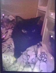 Lost Female Cat last seen burning tree dr,Whitby pl,Eldorado dr,Doral dr,Indian wells dr,Belvoir dr., Greensboro, NC 27406
