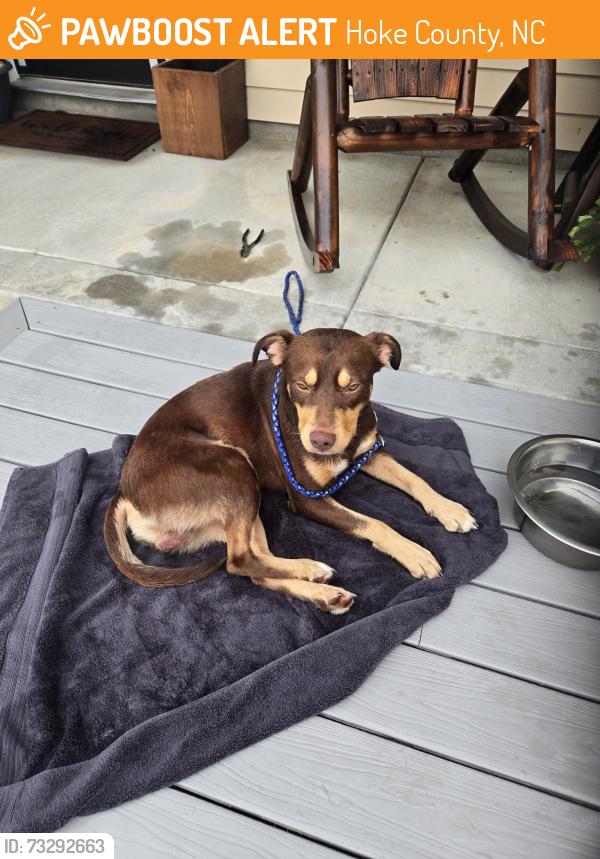 Found/Stray Male Dog last seen Driftwood lane, Hoke County, NC 28376