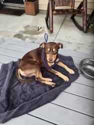 Found/Stray Male Dog last seen Driftwood lane, Hoke County, NC 28376